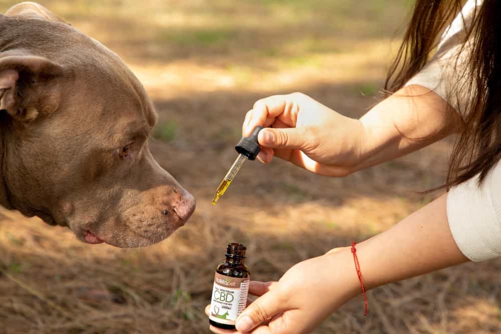 The Ultimate Guide to Choosing Effective CBD for Your Dog
